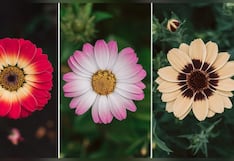 La flor que elijas en este test visual te permitirá saber qué tan romántico eres