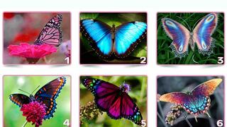 ¿Qué mariposa revelará tu verdadero ser? Realiza este test visual y descúbrelo