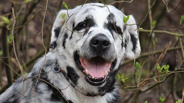 Perro que cambia de color negro a blanco es una celebridad en redes