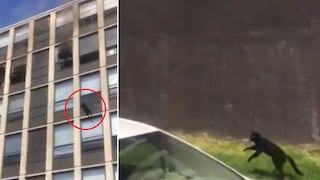 El increíble momento en que un gato salta del quinto piso de un edificio en llamas