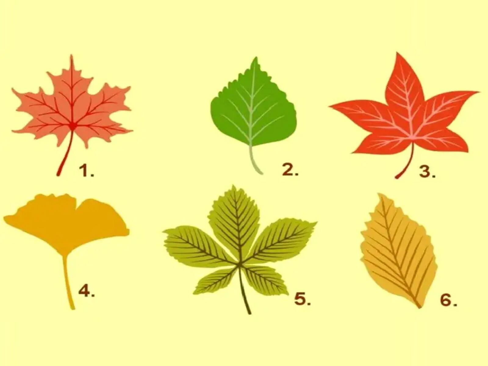 TEST VISUAL | Esta imagen te muestra seis hojas de otoño. Elige una. (Foto: namastest.net)