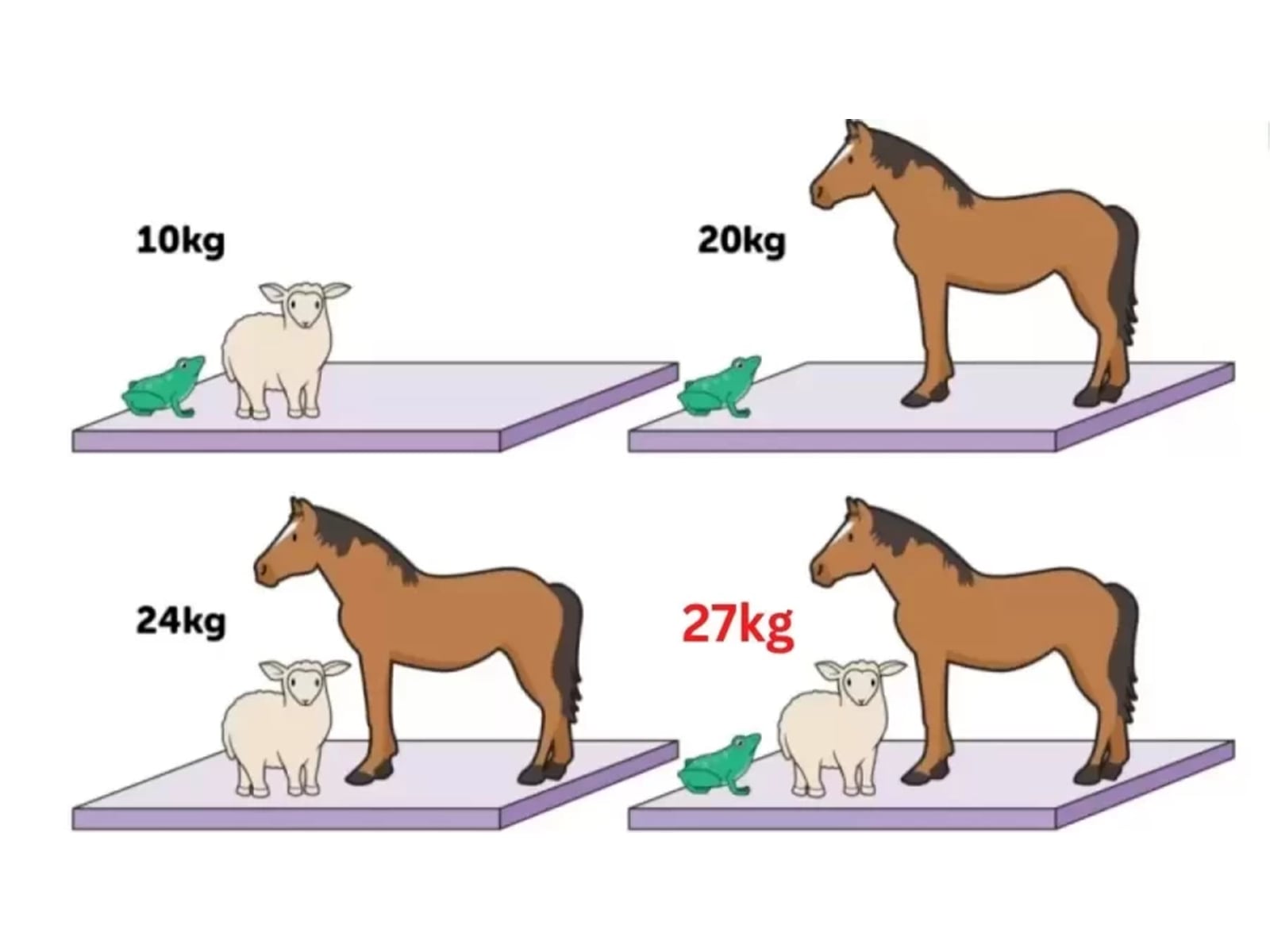 RETO VISUAL | El peso total de los tres animales es de 27 kg. | FresherLive