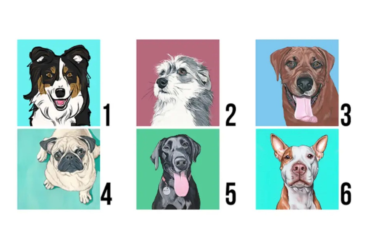 TEST VISUAL | En esta imagen se aprecian seis perros. Cada uno es de una raza distinta. (Foto: namastest.net)