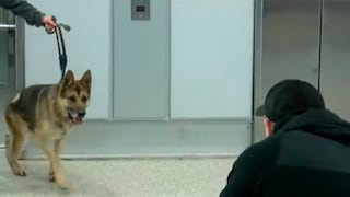 Perro policía se lleva emotiva y conmovedora sorpresa al ver a alguien especial tras varios años
