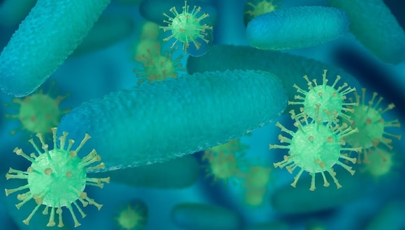 Bacteria Vibrio vulnificus puede causar la muerte a 1 de cada cinco pacientes (Foto: Freepik)
