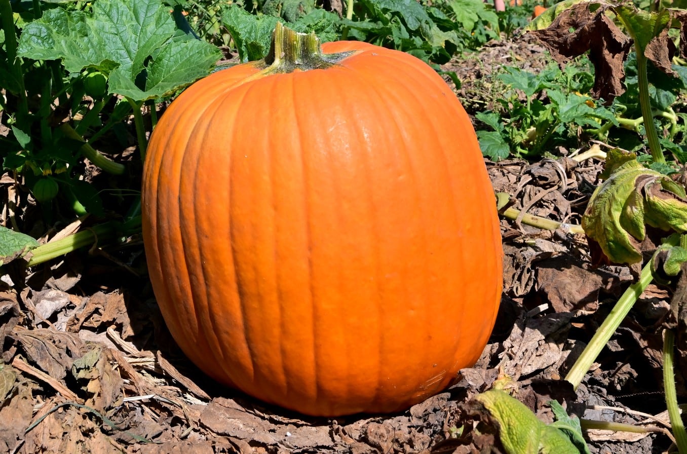 La calabaza es muy representativa en Halloween (Foto: AFP)