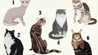 Test viral de ORO: elige uno de los gatos y descubre qué tipo de persona eres ahora