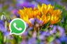 Frases por la llegada de la primavera para compartir en WhatsApp