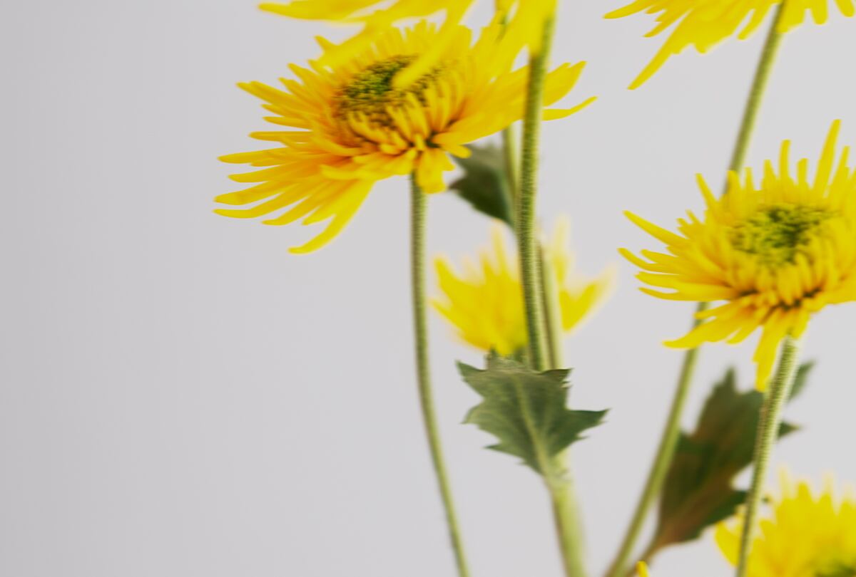 Conoce todo sobre la tradición de regalar flores amarillas. (Foto: Freepik)