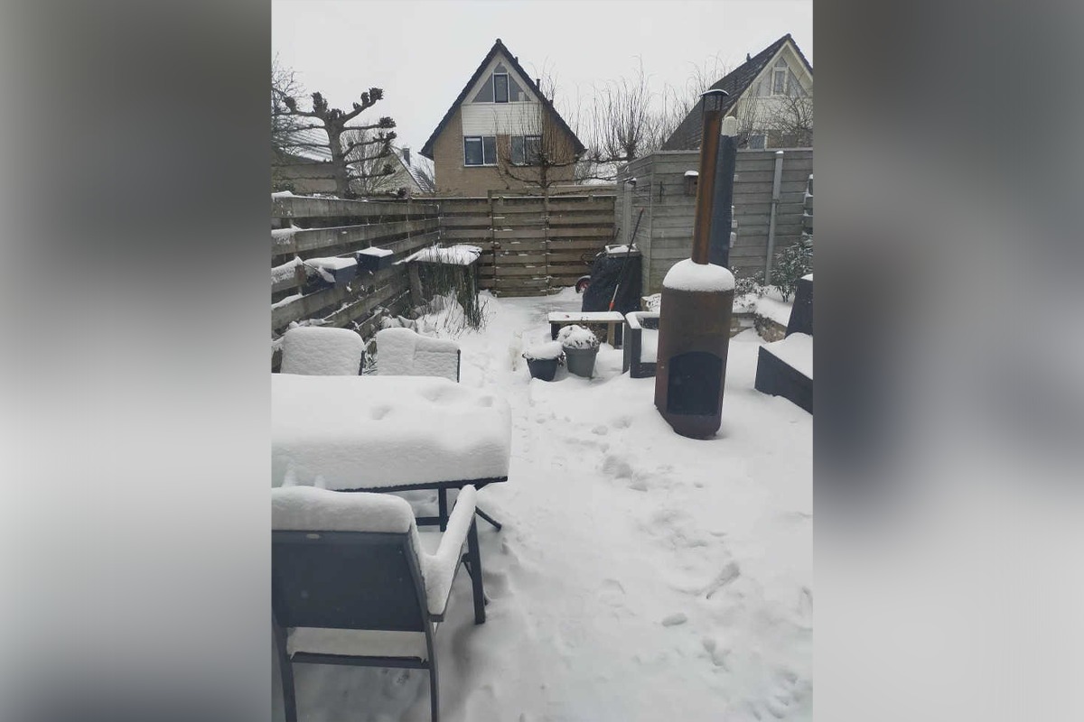 ¿Tienes ojos de águila? ¡Encuentra un gato escondido en 5 segundos! (foto: Reddit)