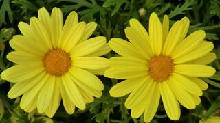 Cuándo se regalan flores amarillas, a qué se debe y en quién se inspiró la tradición