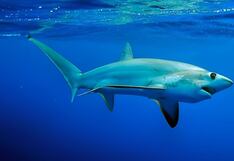 Héroe sin capa: la increíble razón que llevó a este bañista a salvar a un tiburón