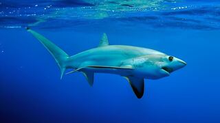 Héroe sin capa: la increíble razón que llevó a este bañista a salvar a un tiburón