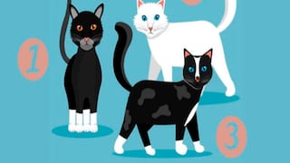 Podrás reconocer el rasgo de ti que todos admiran al elegir uno de los gatos