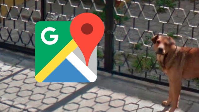 ¿'Firulais, eres tú? Perrito es captado haciendo lo peor en Google Maps y su foto es viral