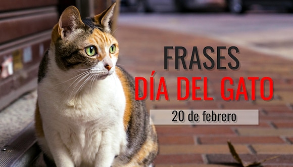 El Día Internacional del Gato se celebra el 20 de febrero. (Foto: Pexels | Mag)