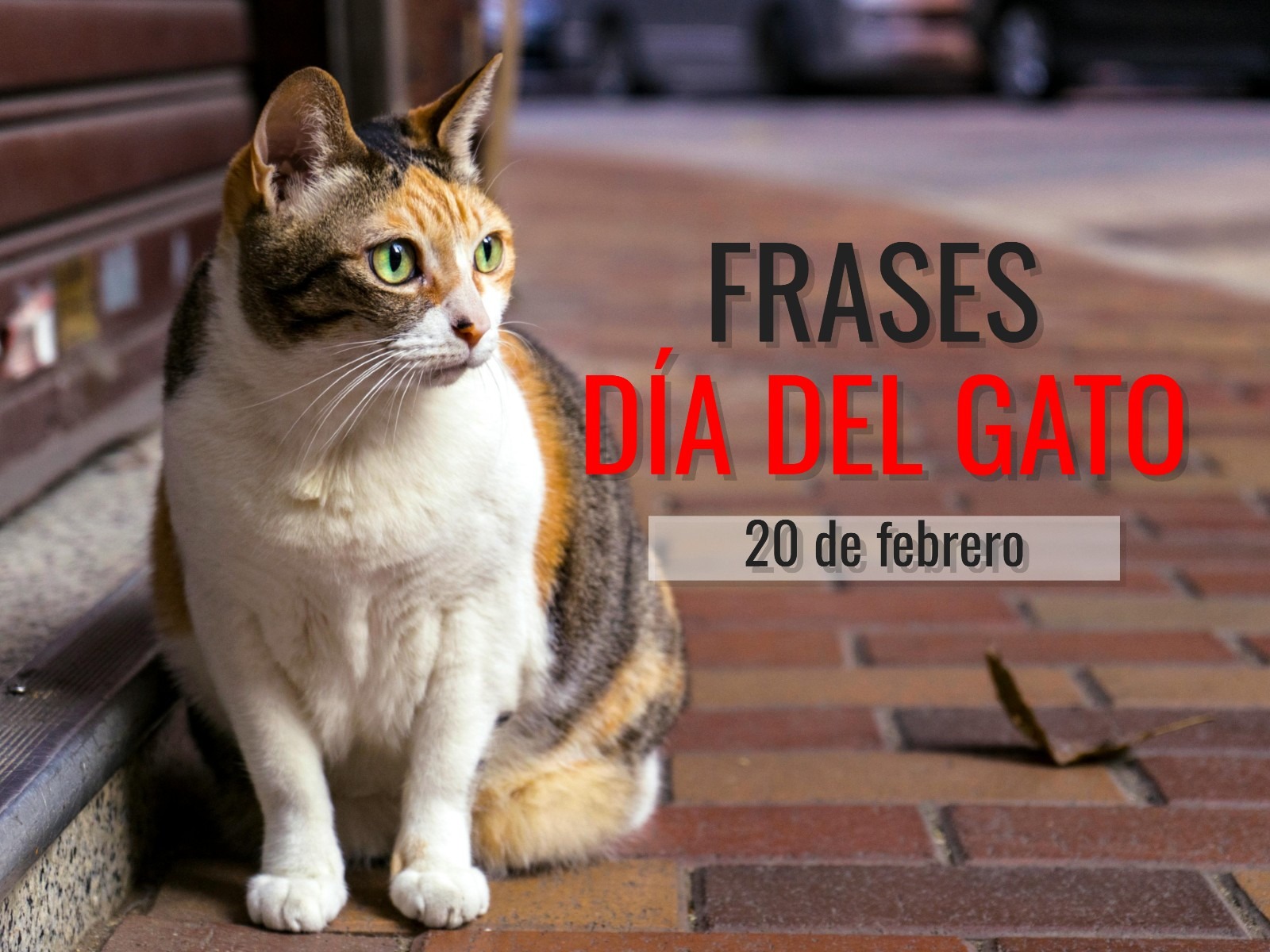 El Día Internacional del Gato se celebra el 20 de febrero. (Foto: Pexels | Mag)