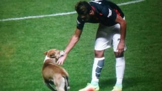 Copa Sudamericana: perro invadió campo y paralizó el San Lorenzo-Palestino