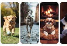 Test de personalidad: escoge uno de los perros para descubrir cuán amigable eres