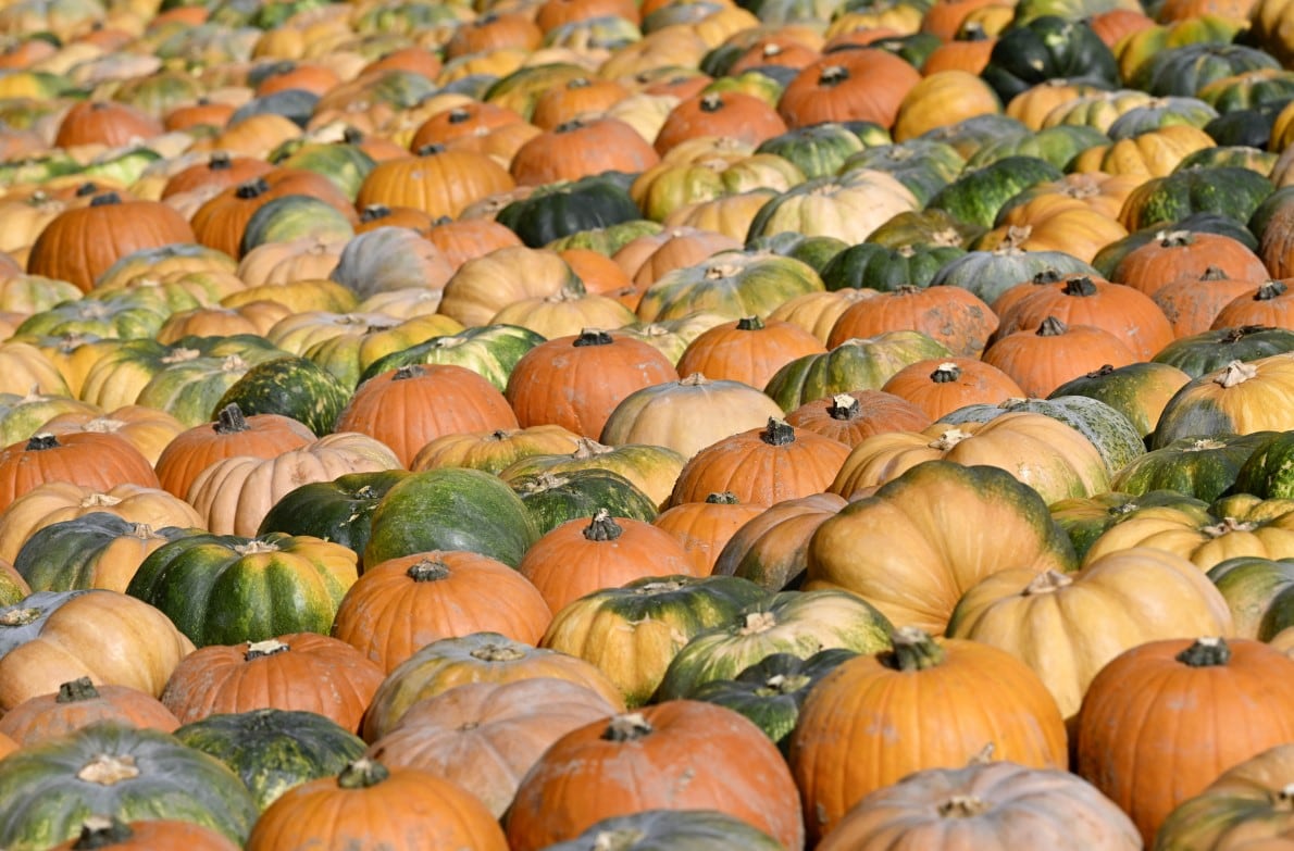 Cultivo de calabazas en Estados Unidos (Foto: AFP)