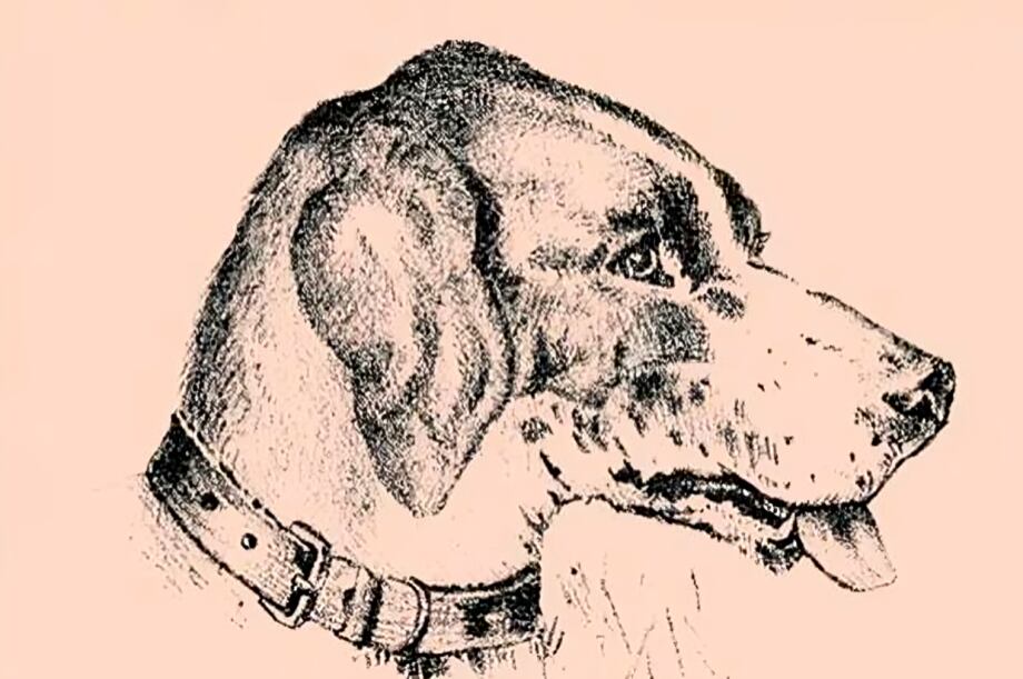 Encuentra el rostro oculto en el dibujo del perro: solo un 3% lo consiguen al primer intento (Foto: GenialGuru)