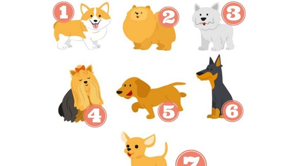 TEST DE PERSONALIDAD | Elige la raza de perro que más te llame la atención y descubre datos fascinantes sobre tu carácter, tus valores y tu forma de ser. (quizlandia)
