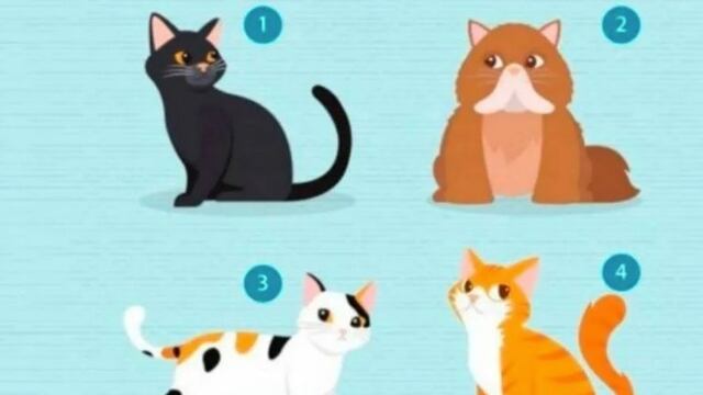 El test del gato que esperabas: elije ahora uno de ellos y mira lo que buscas en una pareja