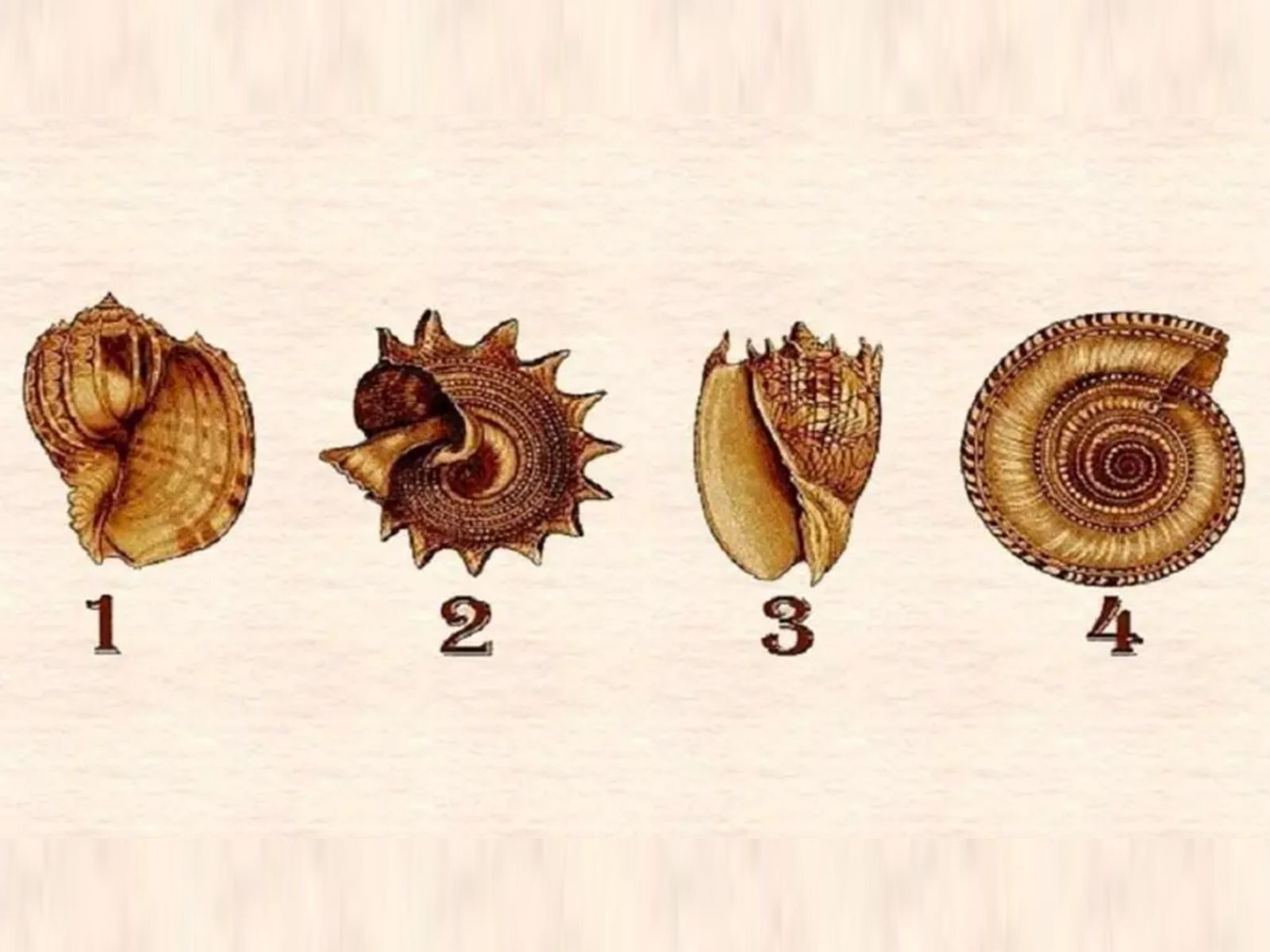 TEST VISUAL | Esta imagen te muestra cuatro conchas marinas. Escoge una. (Foto: namastest.net)