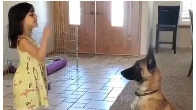 ¡Encantador! Perro juega a las escondidas con su pequeña dueña como si fuera un niño más