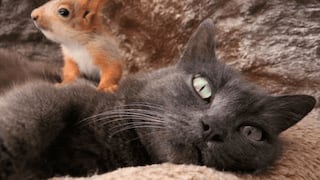 Solidaria gatita ‘adopta’ cuatro ardillas huérfanas y las cuida como si fueran sus crías 