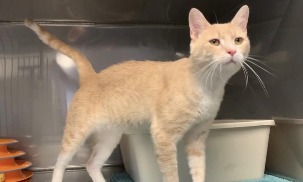 HISTORIAS | La familia no soportó que Bruno sea tan cariñoso, siempre dispuesto a llenar de besos a los humanos. (Foto: Montville Animal Shelter New Jersey/Facebook)