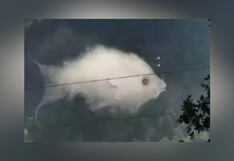 Test visual: descubre qué tipo de mentalidad tienes según qué observas en la imagen