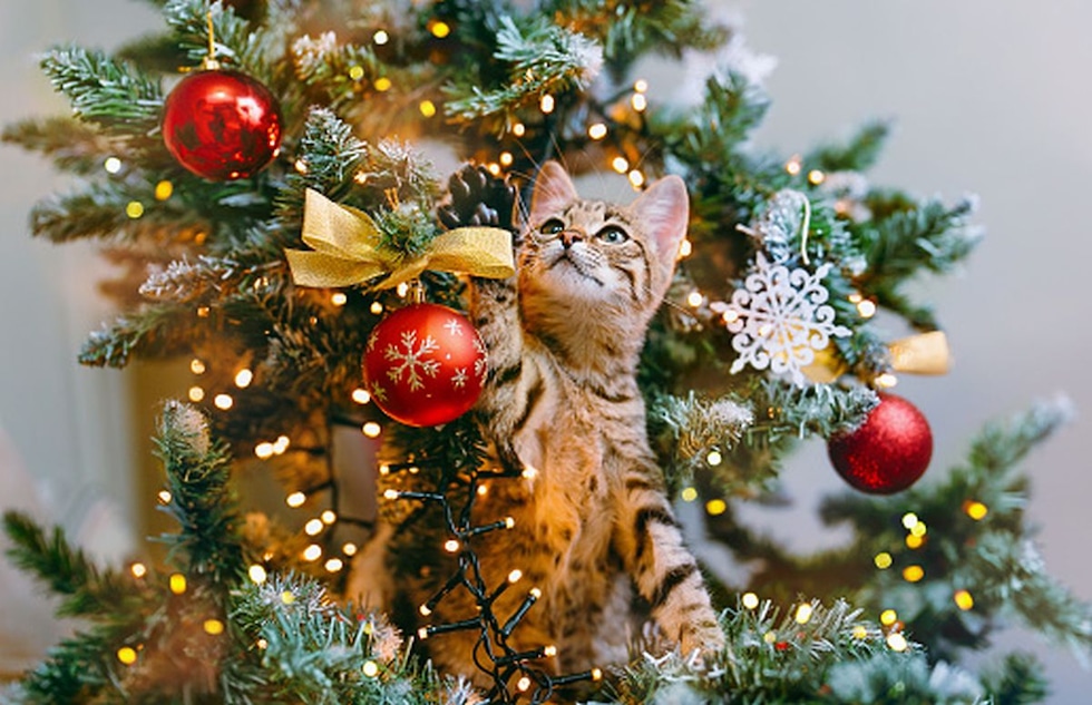 ¡Feliz Navidad 2024! 100 imágenes alusivas para dedicar en redes sociales a tus familiares y amigos.