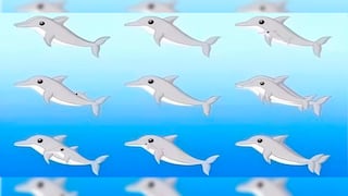 El número de delfines que identifiques revelará si tienes un intelecto superior