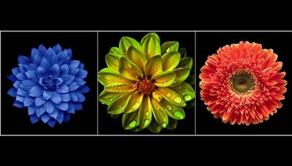 TEST DE PERSONALIDAD | Cada flor posee una vibración energética única que se asocia con diferentes características y experiencias de vidas pasadas.