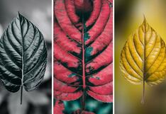 Escoge una de las tres hojas en esta imagen para descubrir cuán romántico eres