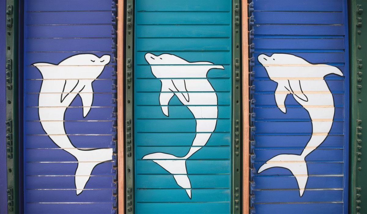 Test de personalidad: descubre cuán inteligente eres con solo elegir uno de los delfines en esta imagen (Foto: Depor).