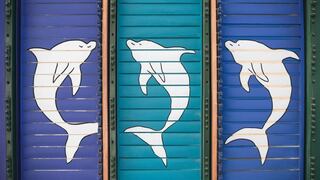 Conoce qué tan inteligente eres con solo elegir uno de los delfines en esta imagen