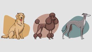 Escoge uno de los perros en la imagen para conocer cuál es tu principal atributo