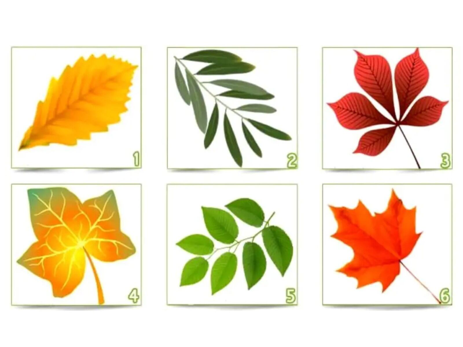 TEST VISUAL | Esta imagen te muestra seis hojas. Debes escoger una. (Foto: namastest.net)