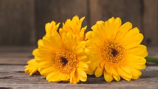 ¿Por qué se regalan flores amarillas el 21 de septiembre?