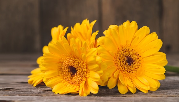 ¿Por qué se regalan flores amarillas el 21 de septiembre? Significado de la tradición (Foto: Freepik).
