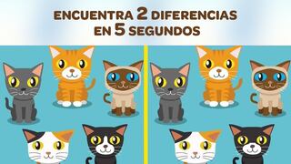Test visual: Encuentra las 2 diferencias entre las imágenes de gatos en 5 segundos