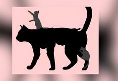 Descubre cuántos años tienes mentalmente, según el número de gatos que veas