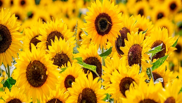 Conoce en la nota, los lugares donde puedes comprar flores amarillas. (Foto: Pixabay)