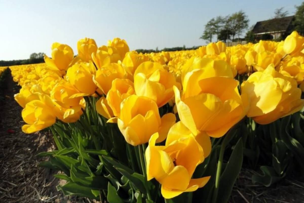 Regalar tulipanes amarillos es una forma de expresar aprecio, amor y cariño a los amigos, familiares y seres queridos. (Foto: jardineriaon.com?