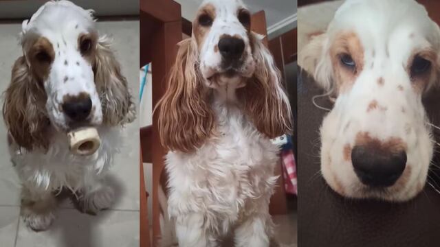 Amores perros: Cocker spaniel que entiende lengua de señas es una sensación en TikTok