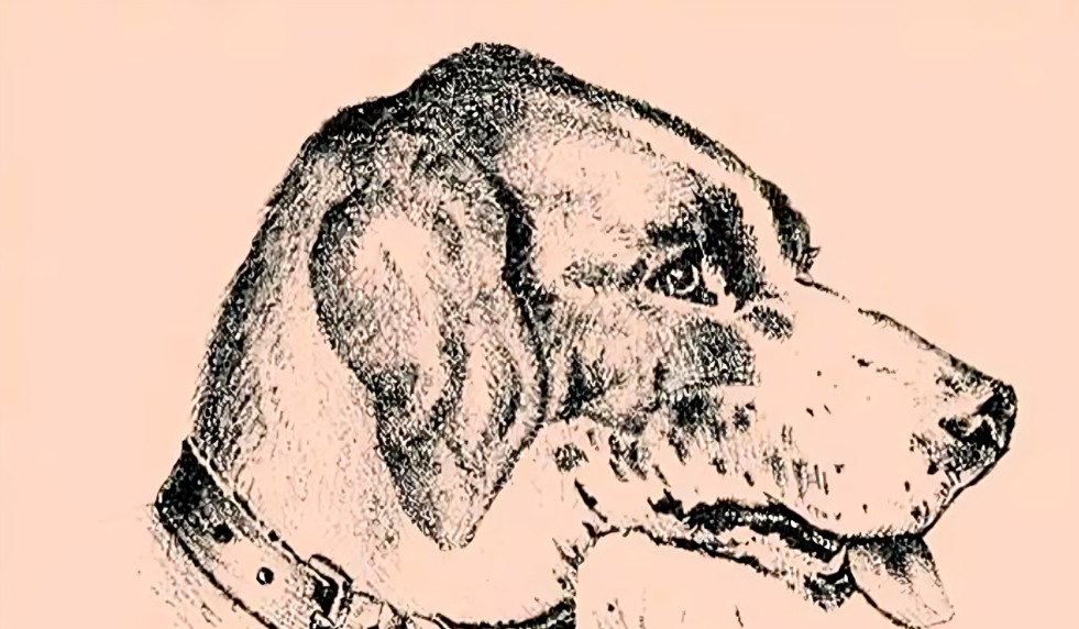 Acertijo visual: Encuentra el rostro oculto en el dibujo del perro: solo un 3% lo consiguen al primer intento (Foto: GenialGuru)