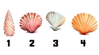Elige una concha de mar en la imagen para reconocer tus rasgos más sobresalientes