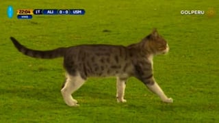 Alianza Lima vs. San Martín: un gato se metió al campo de juego en pleno partido [VIDEO]